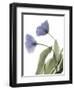 Xray Tulip III-Judy Stalus-Framed Photographic Print