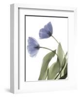 Xray Tulip III-Judy Stalus-Framed Photographic Print