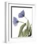 Xray Tulip III-Judy Stalus-Framed Photographic Print