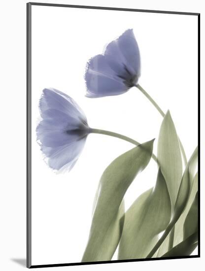 Xray Tulip III-Judy Stalus-Mounted Photographic Print