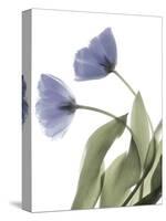 Xray Tulip III-Judy Stalus-Stretched Canvas