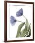 Xray Tulip III-Judy Stalus-Framed Photographic Print