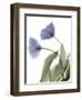 Xray Tulip III-Judy Stalus-Framed Premium Photographic Print