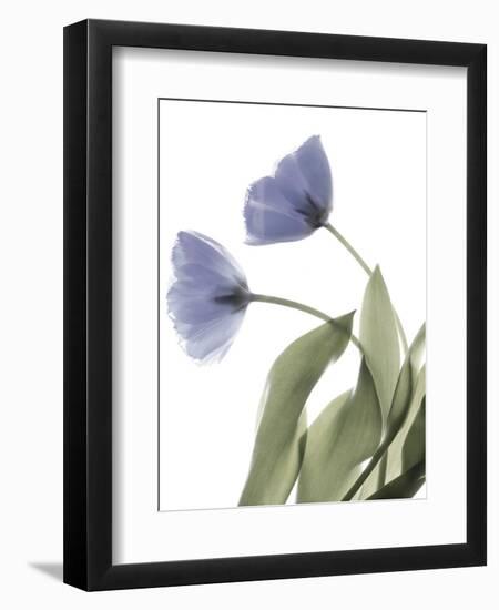 Xray Tulip III-Judy Stalus-Framed Premium Photographic Print