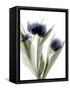 Xray Tulip IV-Judy Stalus-Framed Stretched Canvas