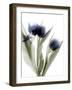 Xray Tulip IV-Judy Stalus-Framed Photographic Print