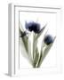 Xray Tulip IV-Judy Stalus-Framed Photographic Print