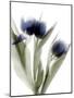 Xray Tulip IV-Judy Stalus-Mounted Photographic Print