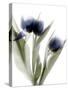 Xray Tulip IV-Judy Stalus-Stretched Canvas