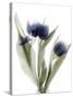 Xray Tulip IX-Judy Stalus-Stretched Canvas