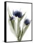 Xray Tulip IX-Judy Stalus-Framed Stretched Canvas