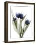 Xray Tulip IX-Judy Stalus-Framed Photographic Print