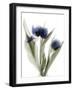 Xray Tulip IX-Judy Stalus-Framed Photographic Print