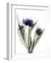 Xray Tulip IX-Judy Stalus-Framed Photographic Print