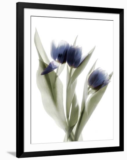 Xray Tulip IX-Judy Stalus-Framed Photographic Print