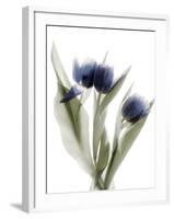 Xray Tulip IX-Judy Stalus-Framed Photographic Print