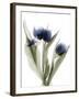 Xray Tulip IX-Judy Stalus-Framed Photographic Print