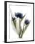 Xray Tulip IX-Judy Stalus-Framed Photographic Print