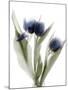 Xray Tulip IX-Judy Stalus-Mounted Photographic Print