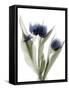 Xray Tulip IX-Judy Stalus-Framed Stretched Canvas