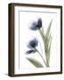 Xray Tulip V-Judy Stalus-Framed Photographic Print