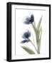 Xray Tulip V-Judy Stalus-Framed Photographic Print