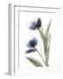 Xray Tulip V-Judy Stalus-Framed Photographic Print