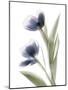 Xray Tulip V-Judy Stalus-Mounted Photographic Print