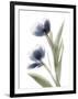 Xray Tulip V-Judy Stalus-Framed Photographic Print