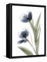 Xray Tulip V-Judy Stalus-Framed Stretched Canvas