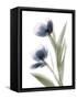 Xray Tulip V-Judy Stalus-Framed Stretched Canvas