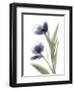 Xray Tulip V-Judy Stalus-Framed Photographic Print