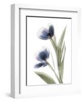 Xray Tulip V-Judy Stalus-Framed Photographic Print