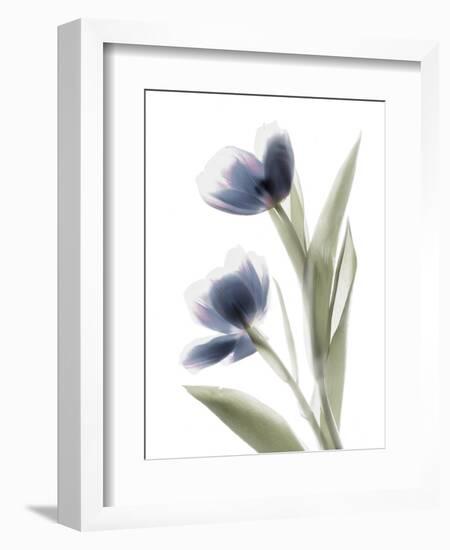 Xray Tulip V-Judy Stalus-Framed Photographic Print