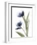 Xray Tulip V-Judy Stalus-Framed Photographic Print