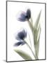 Xray Tulip V-Judy Stalus-Mounted Photographic Print