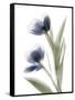 Xray Tulip V-Judy Stalus-Framed Stretched Canvas