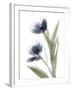 Xray Tulip V-Judy Stalus-Framed Photographic Print