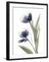 Xray Tulip V-Judy Stalus-Framed Photographic Print