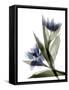 Xray Tulip VI-Judy Stalus-Framed Stretched Canvas