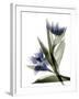 Xray Tulip VI-Judy Stalus-Framed Photographic Print