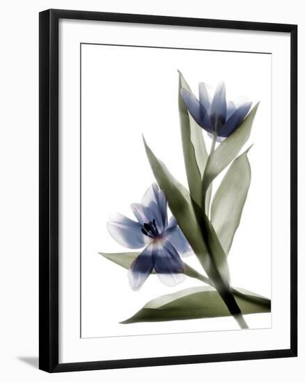 Xray Tulip VI-Judy Stalus-Framed Photographic Print