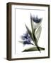 Xray Tulip VI-Judy Stalus-Framed Photographic Print