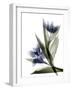 Xray Tulip VI-Judy Stalus-Framed Photographic Print