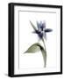 Xray Tulip VII-Judy Stalus-Framed Photographic Print