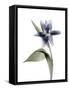 Xray Tulip VII-Judy Stalus-Framed Stretched Canvas