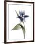 Xray Tulip VII-Judy Stalus-Framed Photographic Print