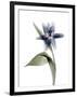 Xray Tulip VII-Judy Stalus-Framed Photographic Print