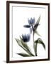 Xray Tulip VIII-Judy Stalus-Framed Photographic Print