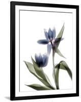 Xray Tulip VIII-Judy Stalus-Framed Photographic Print